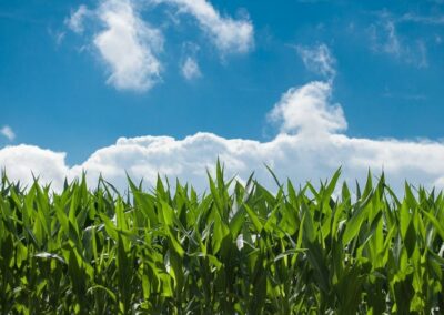 Malaysia and Philippines Announce Collaborative Agricultural Initiative for Key Commodities