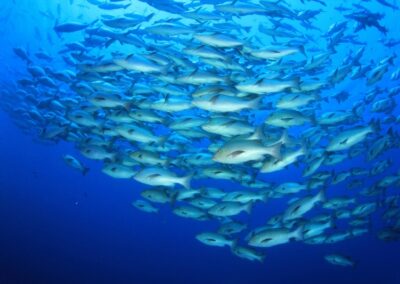US Company to Receive ADB’s Grant for Ocean-Based Barramundi and Seaweed Aquaculture in Vietnam