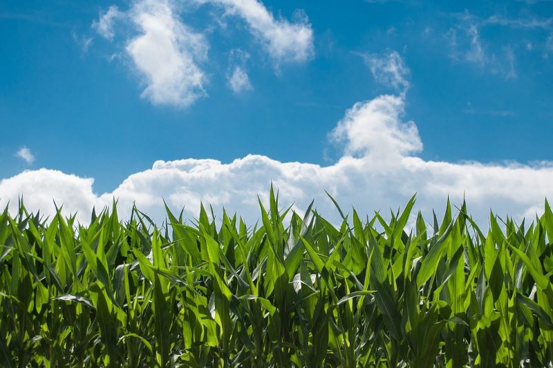 Aboitiz Foods Opens USD 45 Million Feed Mill in Vietnam