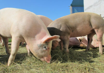 Vietnam and Australia Launch National Innovation Alliance for Pig Farming
