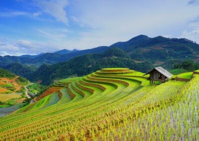 Vietnam Recognized as Global Agrifood Powerhouse by FAO