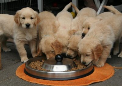 Purina Opens USD 160 Million Wet Cat Food Facility in Thailand