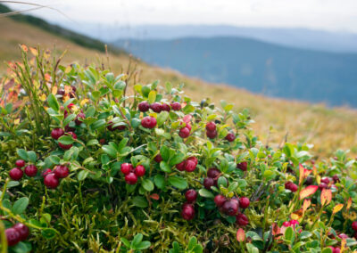 Bringing U.S. Cranberries to Southeast Asia